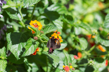 Papilio anchisiades Ruby spotted swallowtail butterfly flaunts its nearly translucent pink and black wings under the bright sunshine within the botanical garden