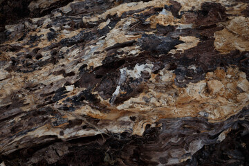 texture of the bark