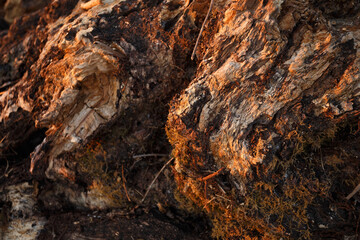 wood texture
