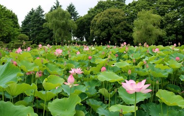 蓮池のある公園を癒されながら散策する　森　古河