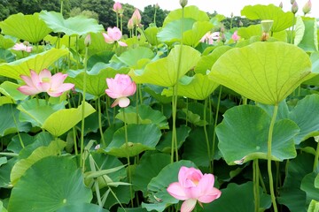 蓮池のある公園を癒されながら散策する　森　古河