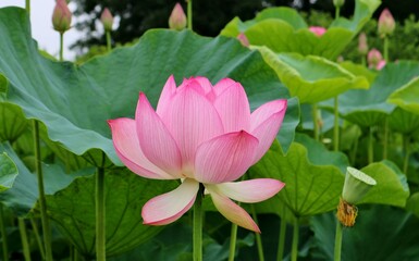 厳かに神秘的に咲く　大賀ハスの花　古河