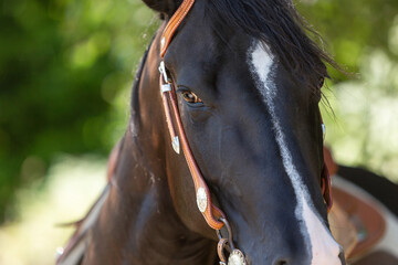 Portrait of a beautiful black quarter horse mare with a western bridle and a saddle in summer outdoors
