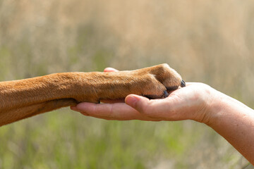 Dog and owner bond team scene: Close-up of a human hand holding a dog paw