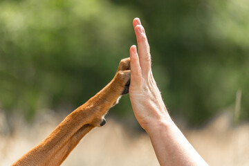 Close-up of a high  five between a dog and a human. Dog and owner team