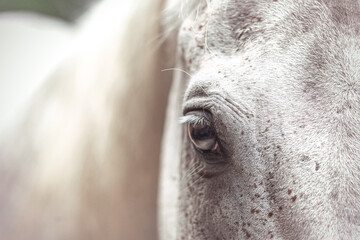 Close-up of a white horses eye