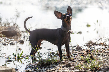 Portrait of a cute female miniature pinscher dog in summer outdoors