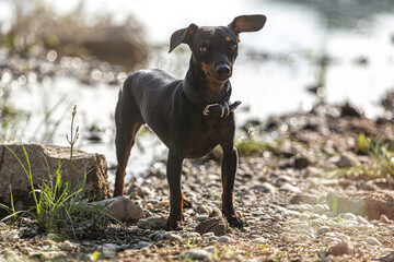 Portrait of a cute female miniature pinscher dog in summer outdoors