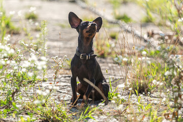Portrait of a cute female miniature pinscher dog in summer outdoors