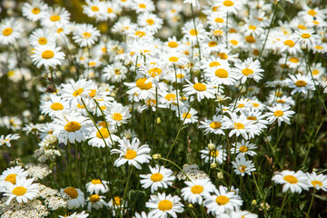 Beautiful daisies in the valley