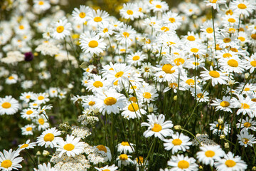 Beautiful daisies in the valley