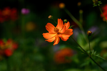 Colorful Wildflowers in Wisconsin garden during Summer