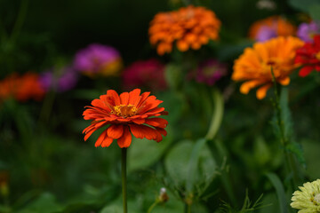 Colorful Wildflowers in Wisconsin garden during Summer