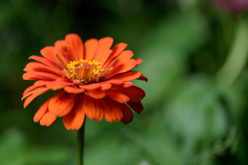 Colorful Wildflowers in Wisconsin garden during Summer