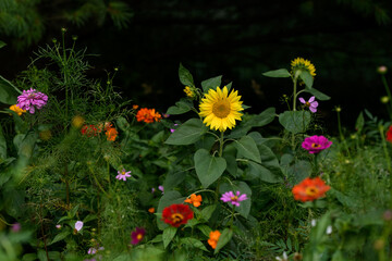 Colorful Wildflowers in Wisconsin garden during Summer