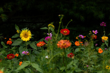 Colorful wildflowers in a Wisconsin garden during Summer