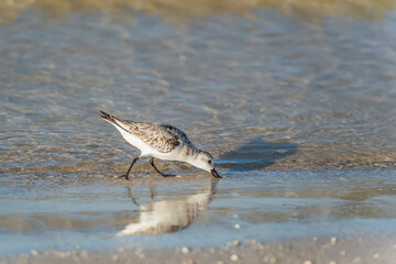 Sanderling feeding on the beach.Gulf of Mexico.Fort Myers Beach.Florida.USA
