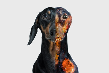 Portrait of injured dachshund dog with half of face and body burned, front view. Pet has become a...