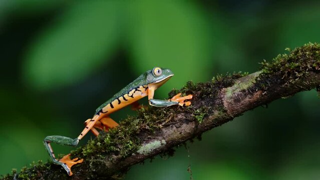 Tree Frog, Costa Rica Wildlife and Animals in Rainforest, Tiger Leg Monkey Tree Frog (northern orange legged leaf frog, pithecopus hypochondrialis) Walking Moving on a Branch, Central America