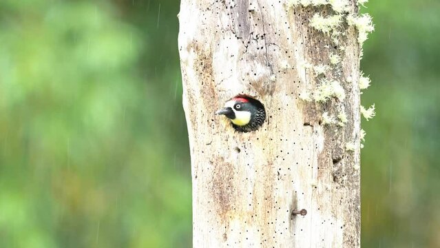 Costa Rica Bird, Acorn Woodpecker (melanerpes formicivorus) in its Birds Nest Hole in a Tree Hollow, Tropical Jungle Wildlife at San Gerardo De Dota, Costa Rica, Central America