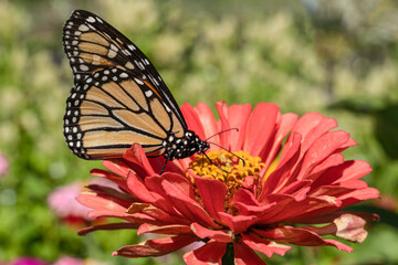 Monarch Butterfly on Orange Zinnia