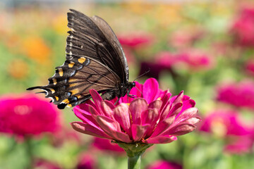 Eastern Tiger Swallowtail Butterfly