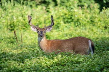 Naklejka na ściany i meble White-tailed Deer Buck Grazing in Field