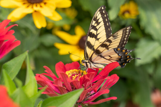 Eastern Tiger Swallowtail Butterfly on Red Flower
