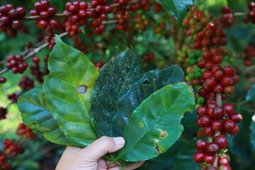 Plant disease of coffee leaf  in farm with Researcher.coffee plantation.harvesting Robusta and...