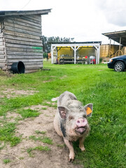 Small domestic pig in farm, Latvia.