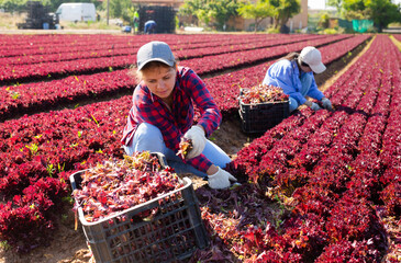 Young agricultural workwoman cutting fresh young leaves of red batavia lettuce on farm field....