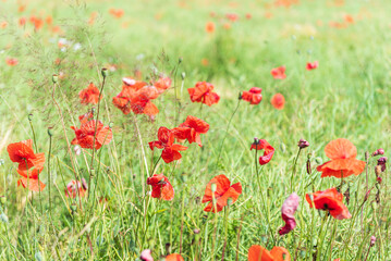 Beautiful field of red poppies in summer day, Latvia. Selective focus.