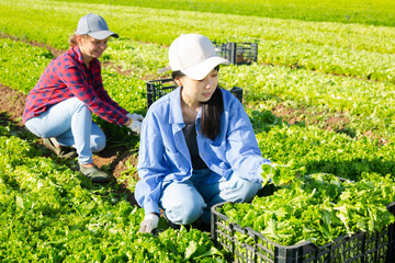 Team of workers harvests ripe green lettuce on a plantation