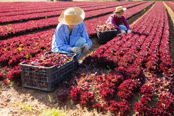 Two young female farmers working in vegetable field at farm in spring, gathering crop of organic red leaf lettuce ..