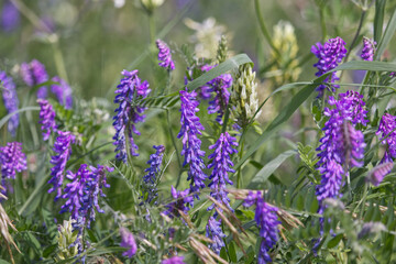 Wildflowers Blooming in the Field