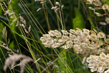 Close up of Plants in the Wild
