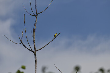 An American Goldfinch in a Tree