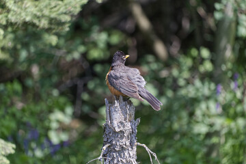 Robin on a Tree Trunk