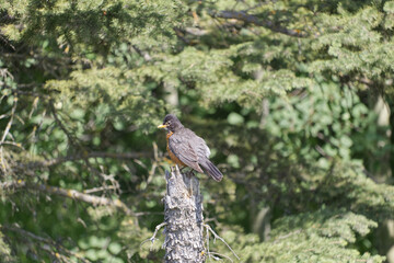 Robin on a Tree Trunk