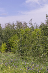 Green Forest in the Summer
