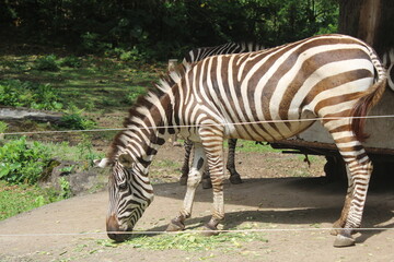 Fototapeta na wymiar zebra eating at the zoo