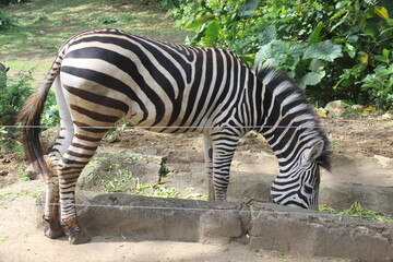 Fototapeta na wymiar zebra eating at the zoo