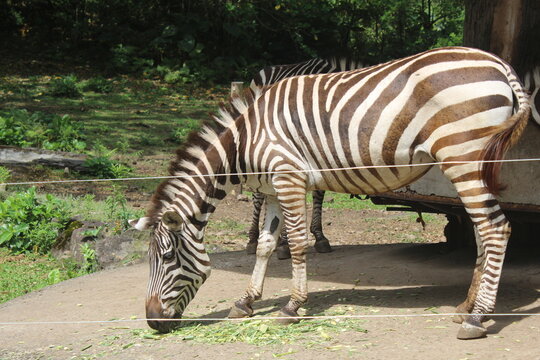 zebra eating at the zoo