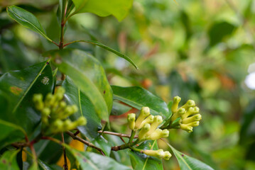 cloves on a branch with leaves and trees that look fresh