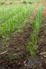 sugar cane