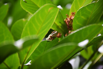 Little green frog on an adventure in the garden