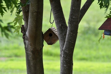 Wooden Birdhouse in a Maple Tree