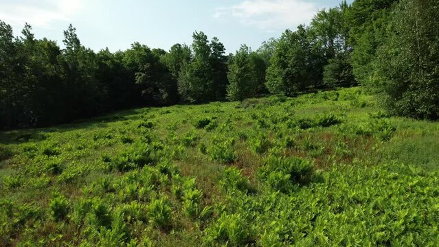 Lush clearing shot by a drone.