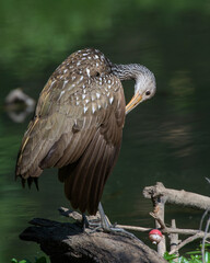 A Limpkin making a rare visit to Oklahoma