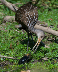 A Limpkin making a rare visit to Oklahoma